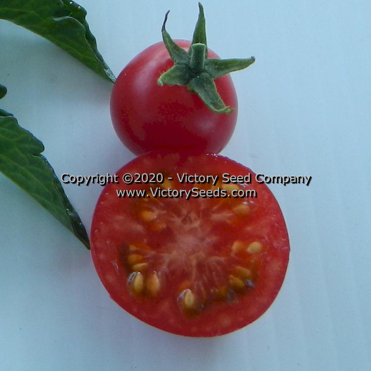 The inside of a 'Dwarf Johnson's Cherry' tomato.