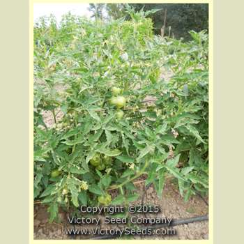 'Dwarf Kelly Green' tomato plant.