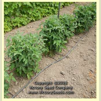 'Dwarf Kelly Green' tomato plants are compact and uniform.