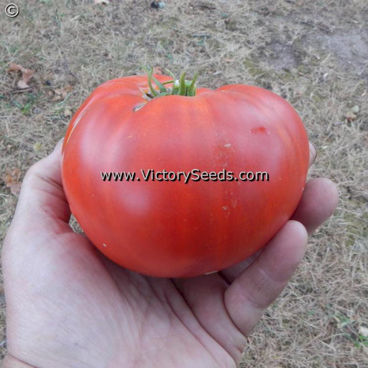 'Dwarf Kodiak King' tomato.