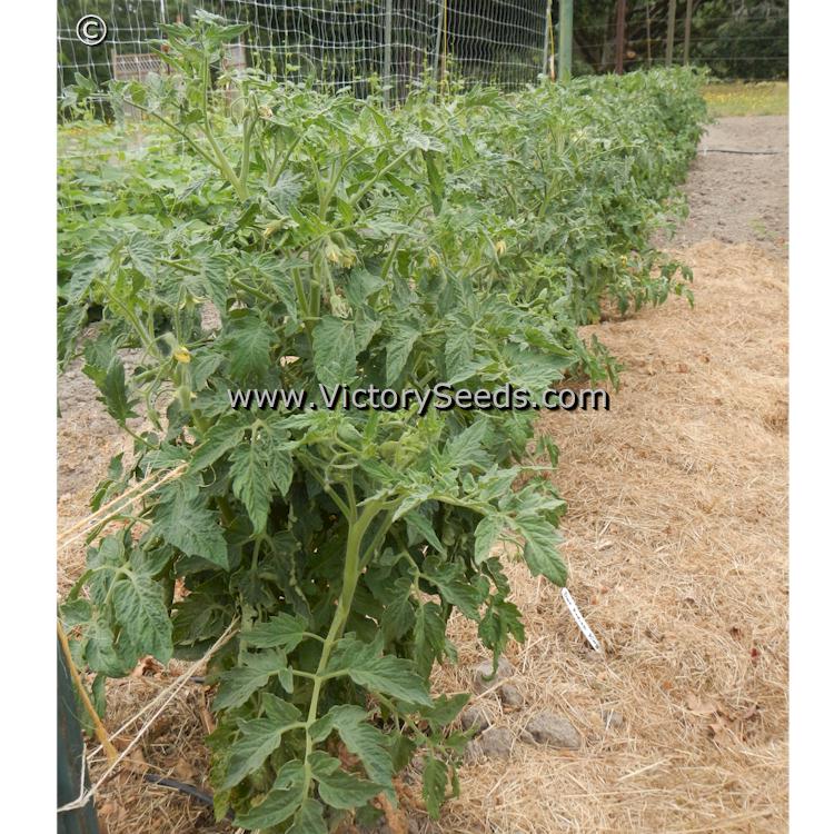'Dwarf Kodiak King' tomato plants.