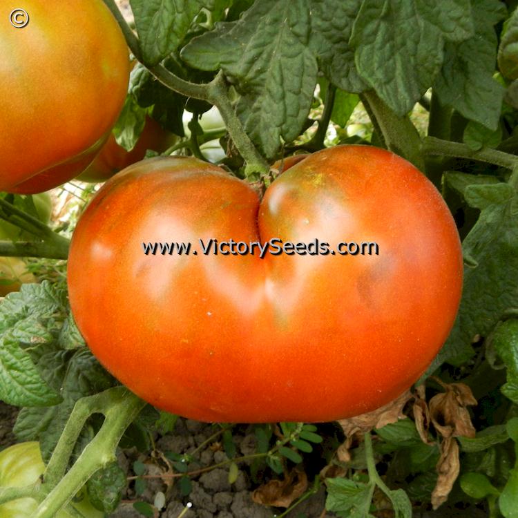 'Dwarf Mahogany' tomatoes.