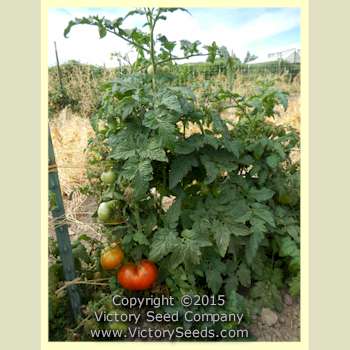 'Dwarf Mahogany' tomato plant.