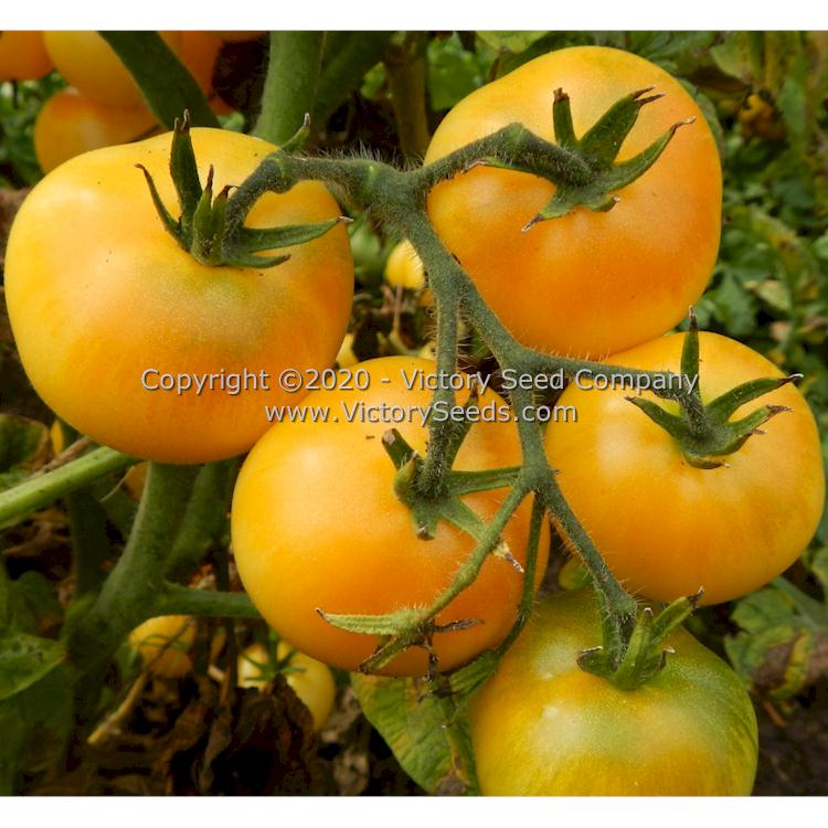 'Dwarf Marong Moon' tomatoes.