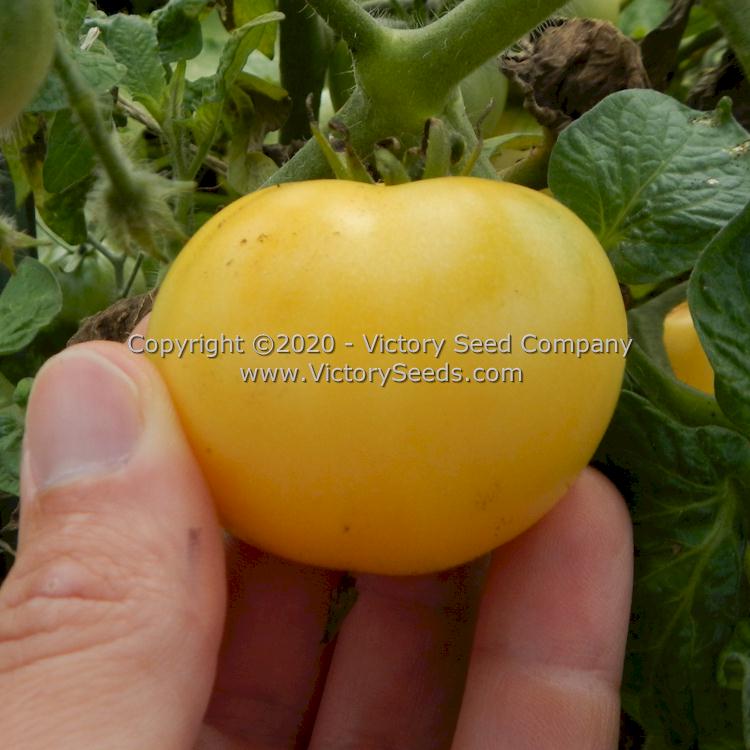 'Dwarf Marong Moon' tomato.