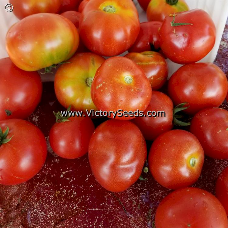 'Dwarf Maura's Cardinal' tomatoes.
