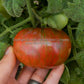 'Dwarf Metallica' tomato.