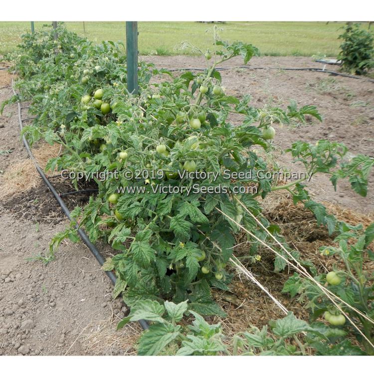 'Dwarf Mint Streak' tomato plants.
