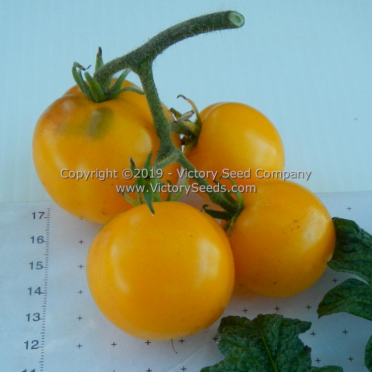 'Dwarf Moby's Cherry' tomatoes.