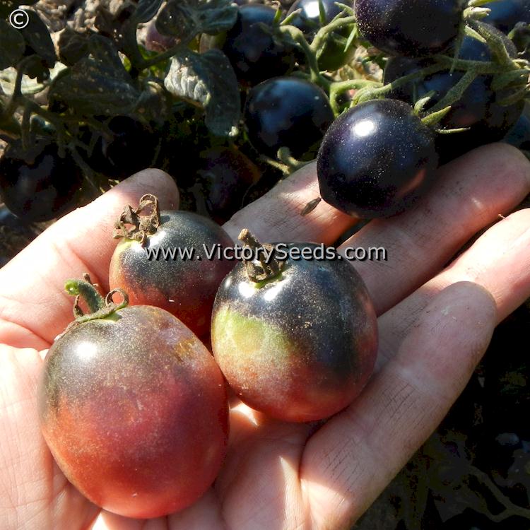 'Dwarf Mocha's Cherry' tomatoes.