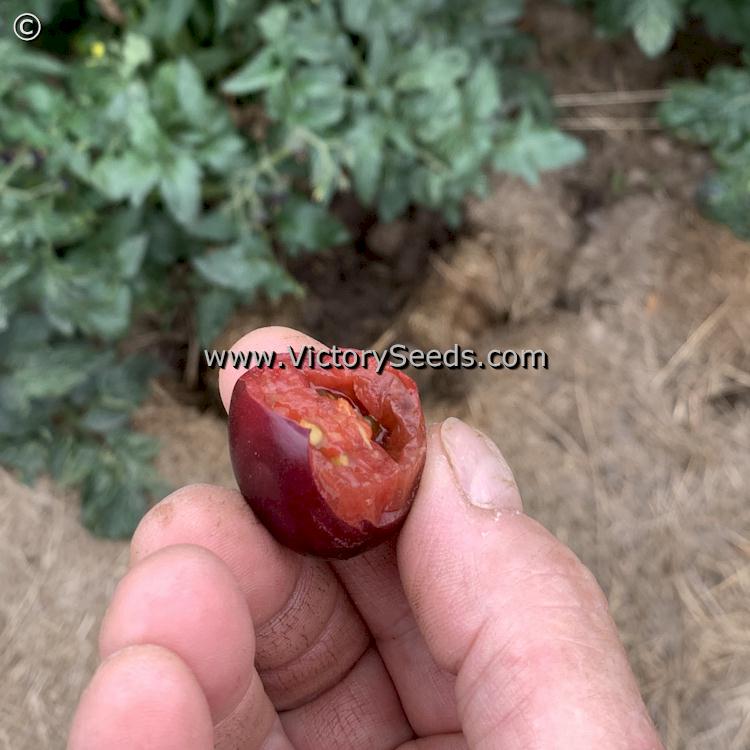 'Dwarf Mocha's Cherry' tomato.