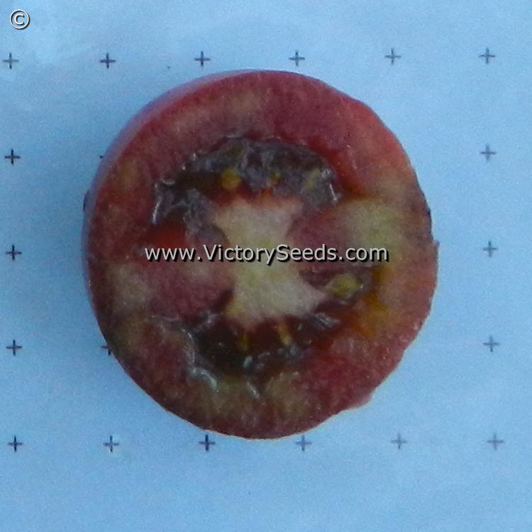 The inside of a 'Dwarf Mocha's Cherry' tomato.