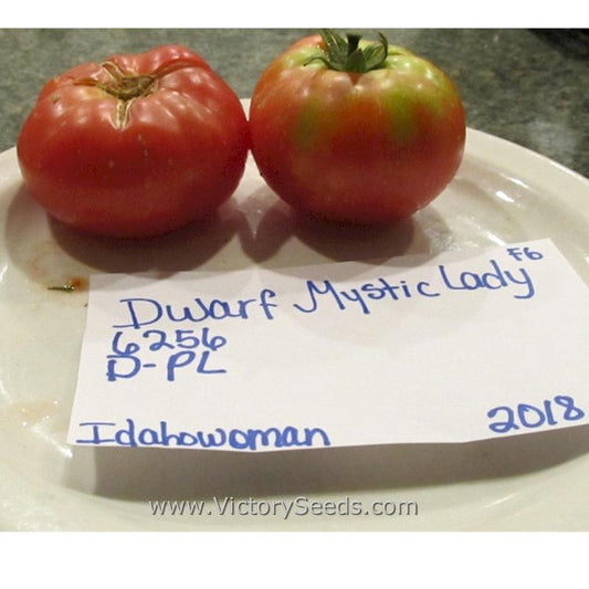 'Dwarf Mystic Lady' tomatoes. Image courtesy of Susan Oliverson.