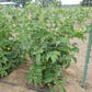 'Dwarf Numbat' tomato plant.