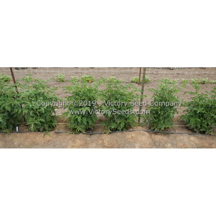 'Dwarf Numbat' tomato plants. Notice their compact, sturdy, uniform habit.
