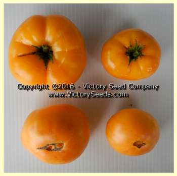 'Dwarf Orange Cream' tomatoes.