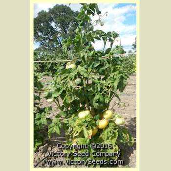 'Dwarf Orange Cream' tomato plant.