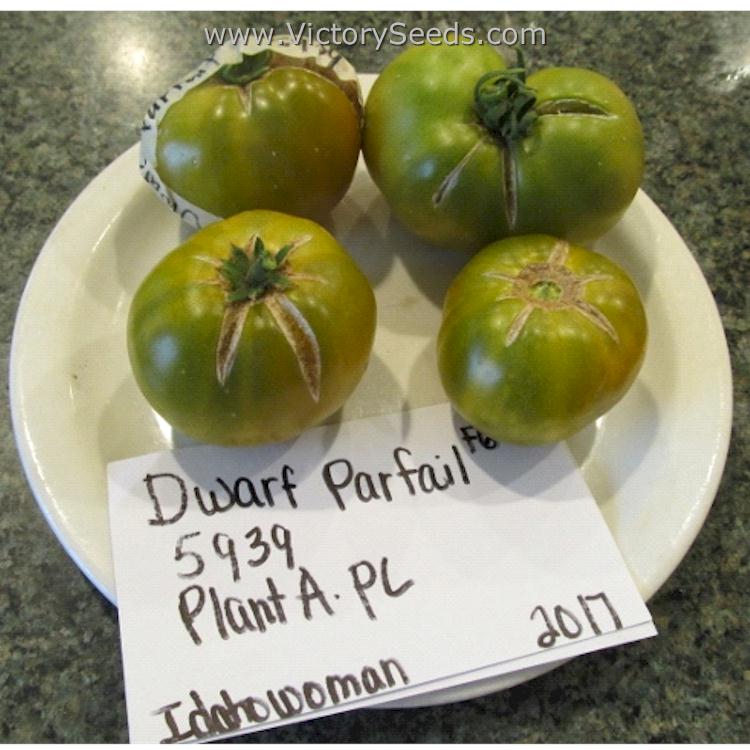 'Dwarf Parfait' tomatoes. Image courtesy of Susan Oliverson.