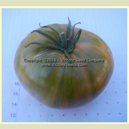 'Dwarf Peppermint Stripes' tomato.