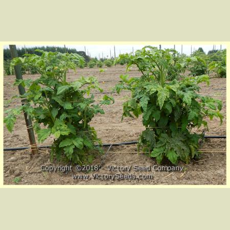 'Dwarf Peppermint Stripes' tomato plants.