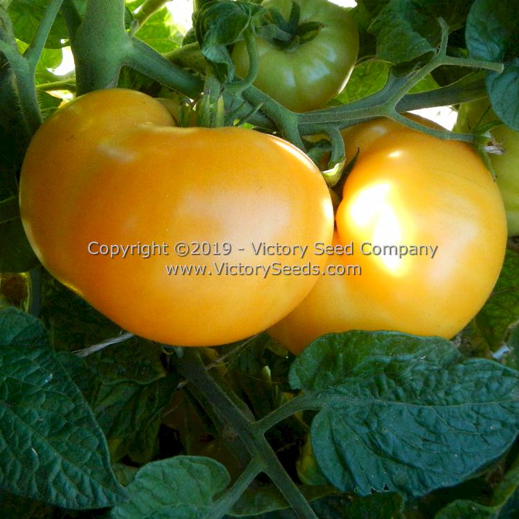 'Dwarf Perfect Harmony' tomatoes.