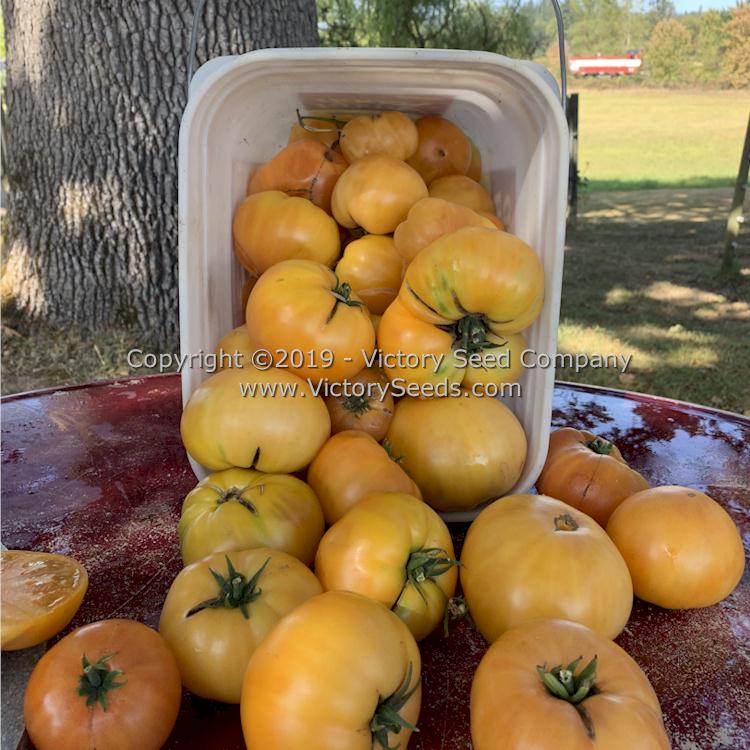 'Dwarf Perfect Harmony' tomatoes.