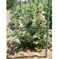 'Dwarf Pico's Pride' tomato plant.