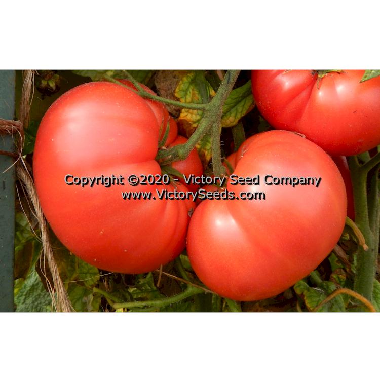 'Dwarf Pink Livija' tomatoes.