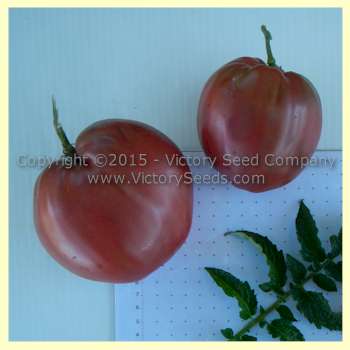 'Dwarf Purple Heart' tomatoes.