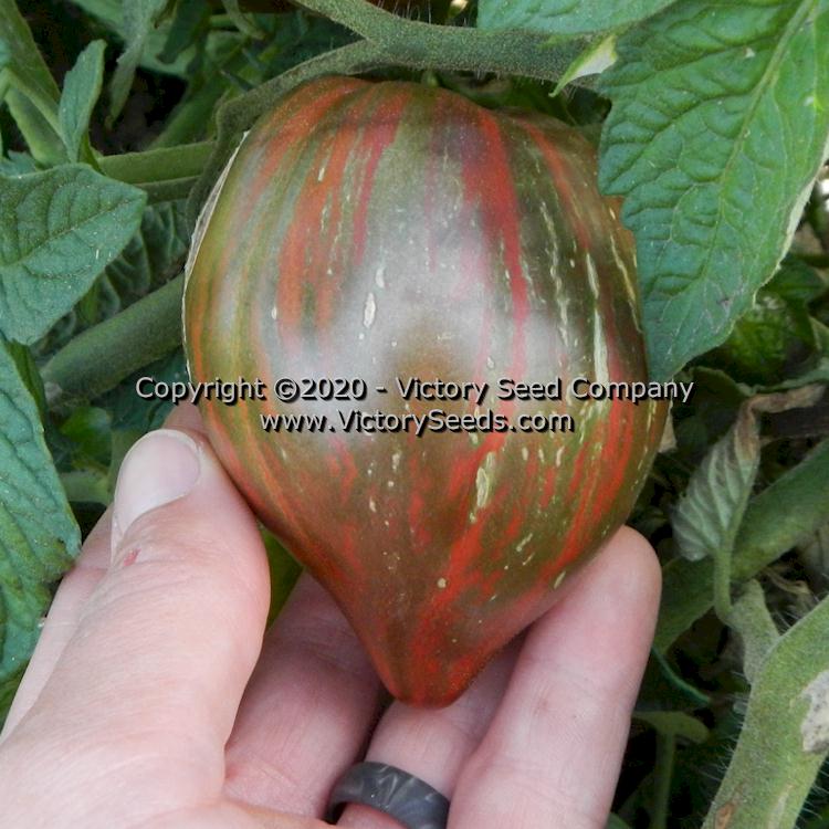 'Dwarf Purple Heartthrob' tomato.