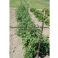 'Dwarf Purple Heartthrob' tomato plants.