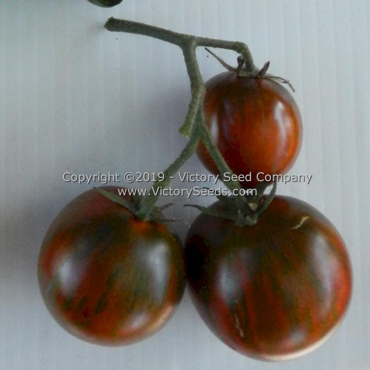 'Dwarf Round Robin' tomatoes.