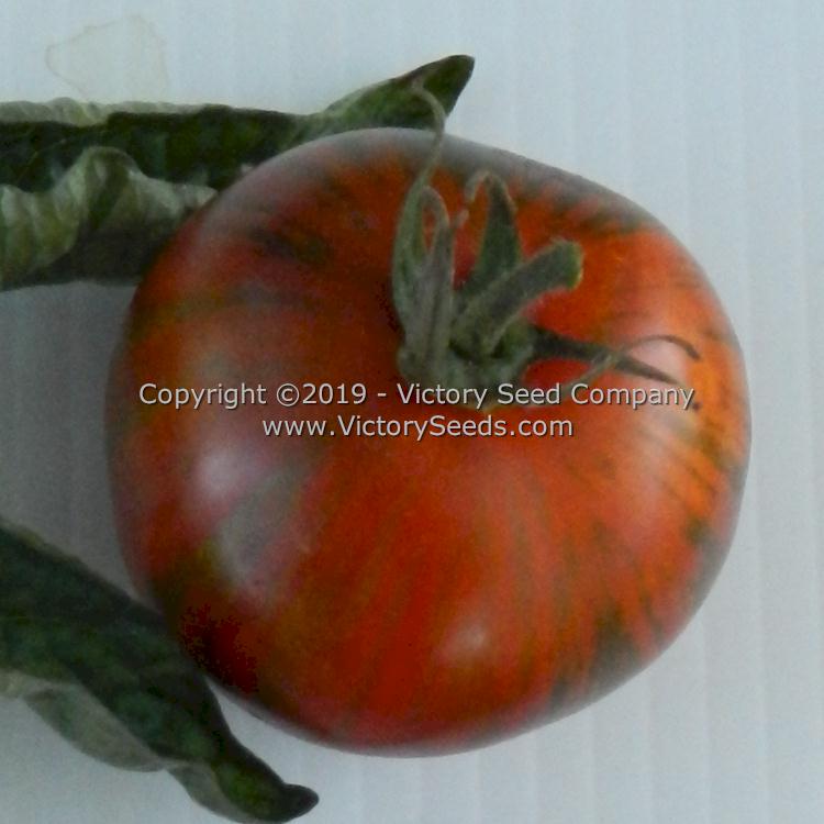 'Dwarf Round Robin' tomato.