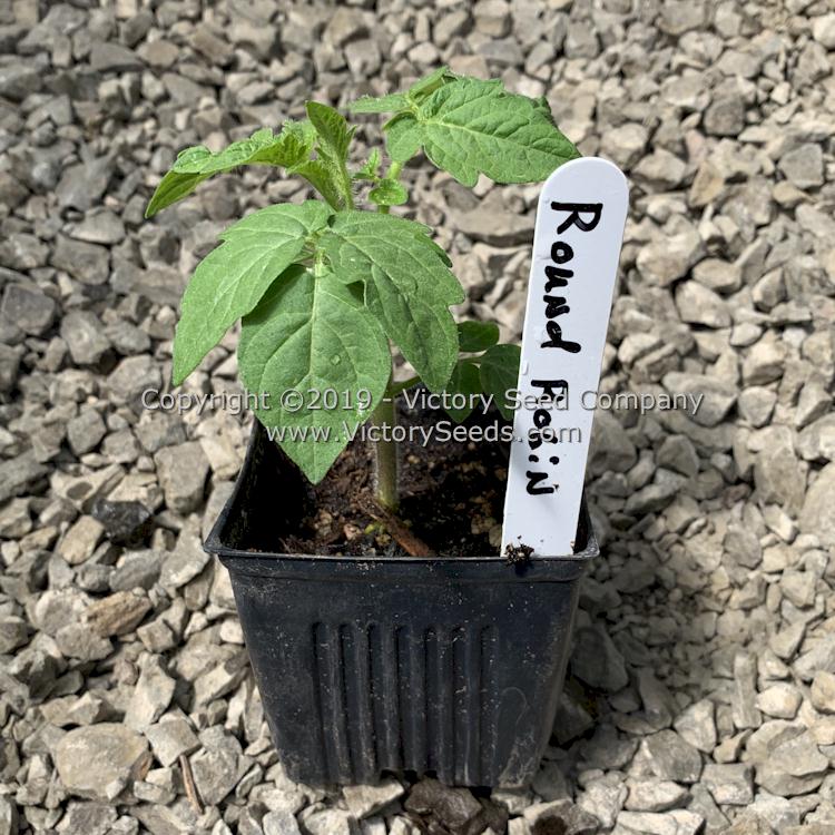 A 'Dwarf Round Robin' tomato seedling.