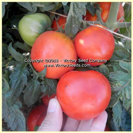 'Dwarf Sarah's Red' tomatoes.