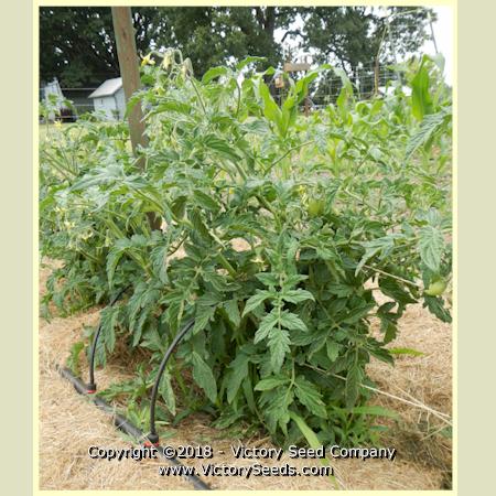 'Dwarf Saucy Mary' tomato plant.