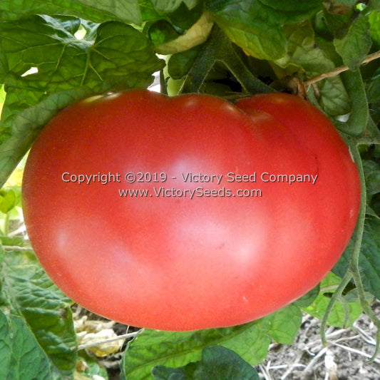 'Dwarf Snakebite' tomato.