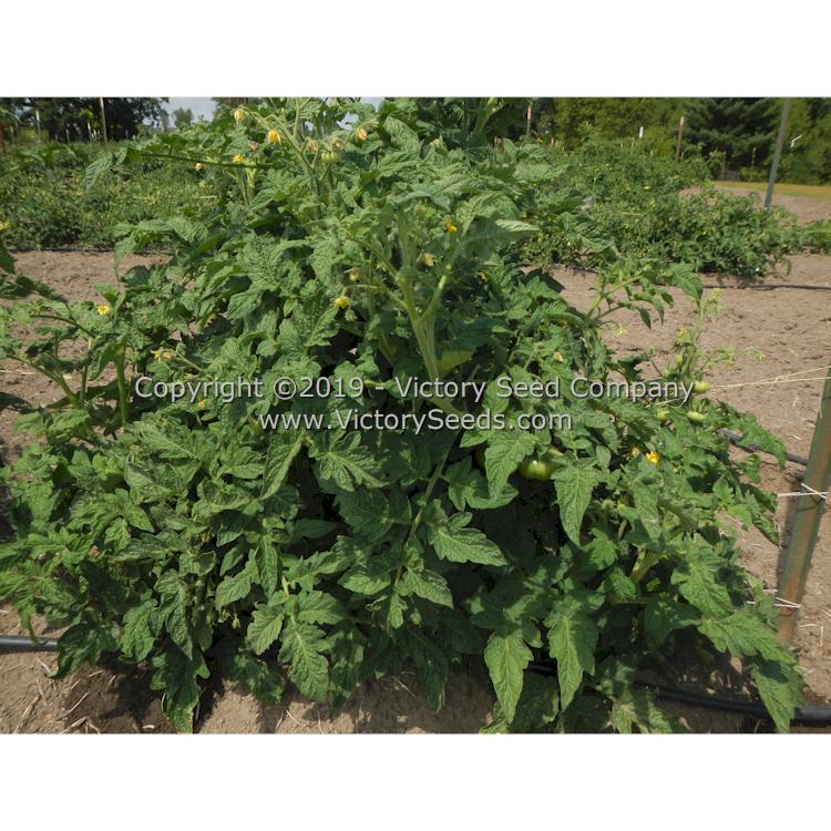 'Dwarf Snakebite' tomato plant.