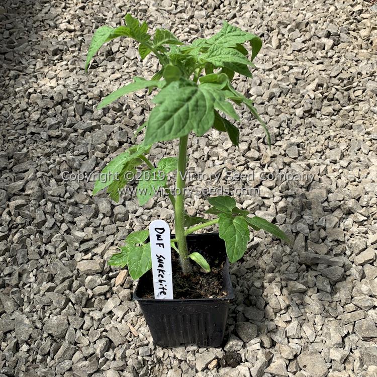 'Dwarf Snakebite' tomato seedling.