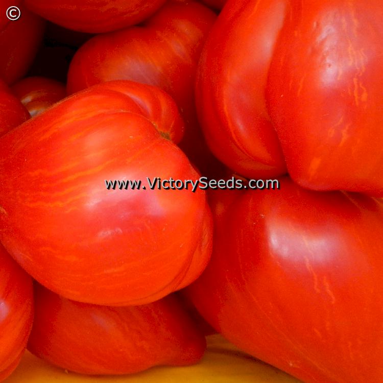 'Dwarf Stony Brook Heart' tomatoes.