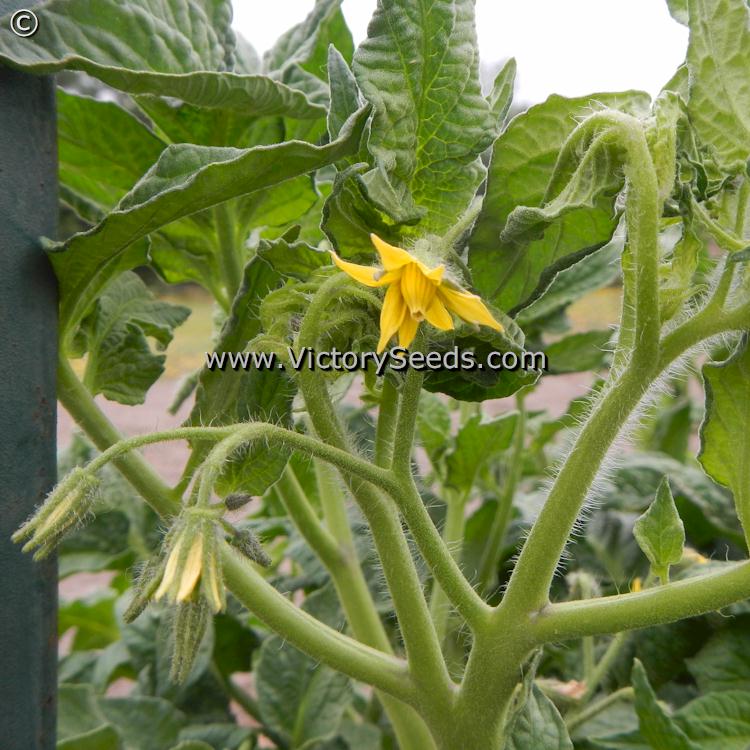 'Dwarf Stony Brook Speckled' tomato flower.