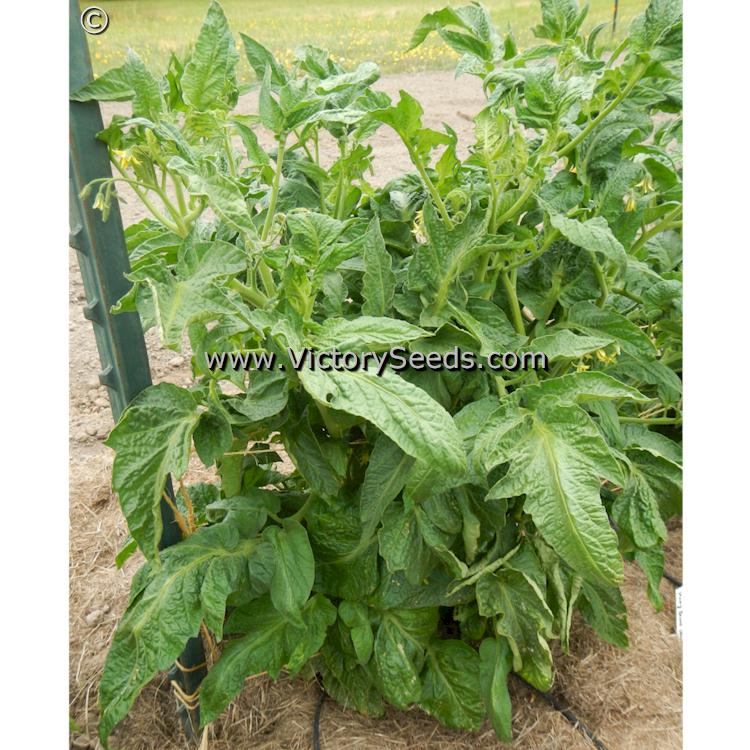 'Dwarf Stony Brook Speckled' tomato plants.