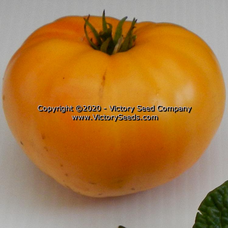 'Dwarf Tanager' tomato.