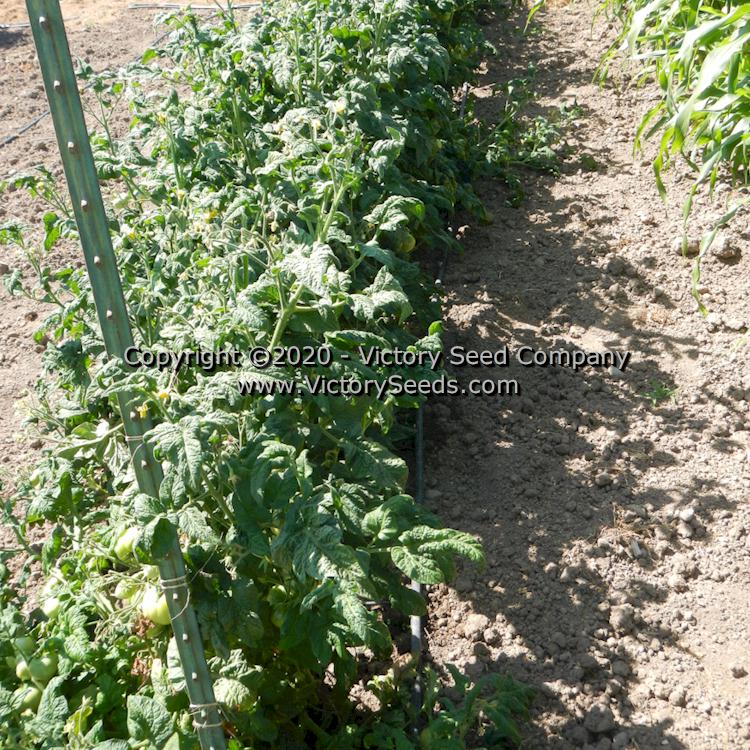 'Dwarf Tanager' tomato plants.