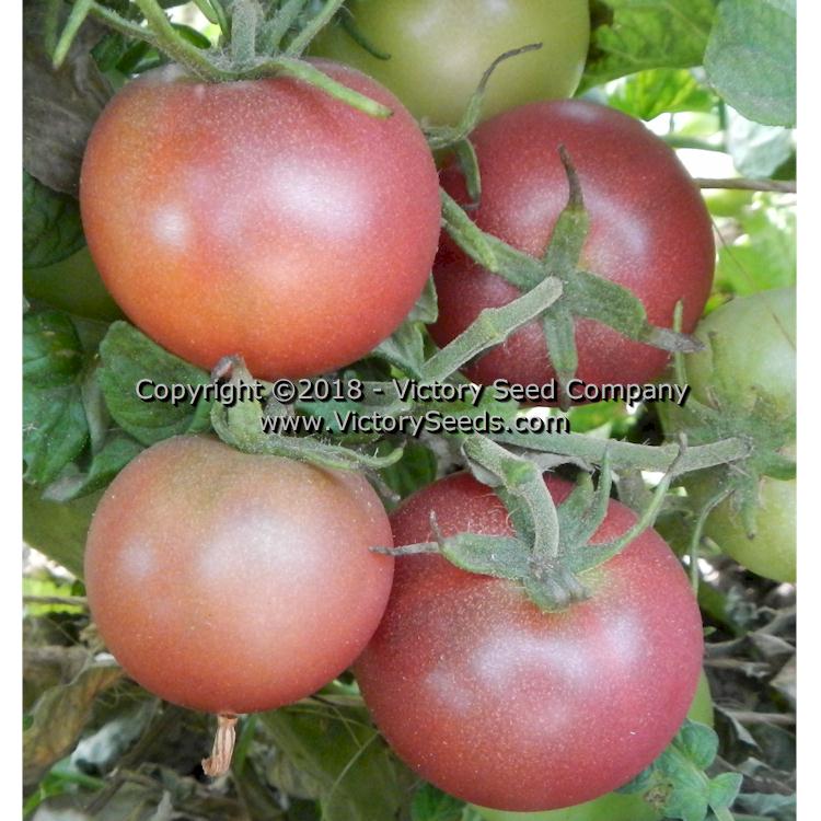 'Dwarf Velvet Night' tomatoes.