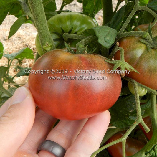 'Dwarf Vince's Haze' tomato.