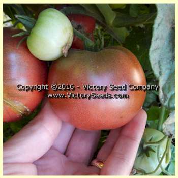 'Dwarf Wild Spudleaf' dwarf tomato fruits.