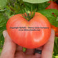'Dwarf Zoe's Sweet' tomato.