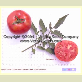 'Earliosa No. 6' tomatoes.