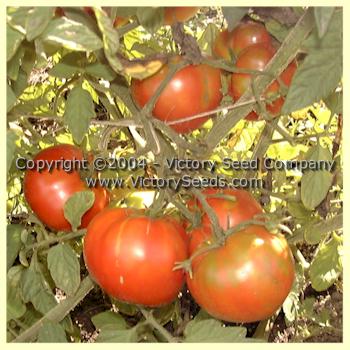 'Earliosa No. 6' tomatoes.